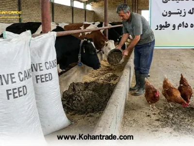 کنجاله زیتون در جیره دام و طیور؛ کاهش هزینه خوراک + آنالیز و خرید