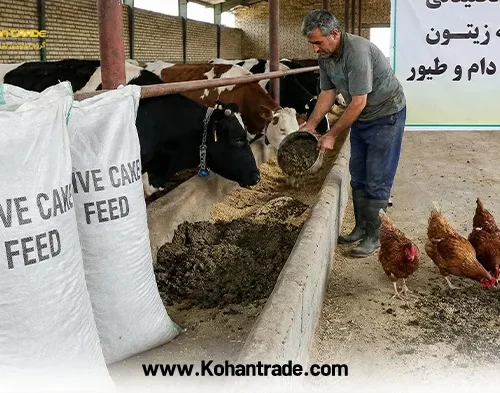 کنجاله زیتون در جیره دام و طیور؛ کاهش هزینه خوراک + آنالیز و خرید