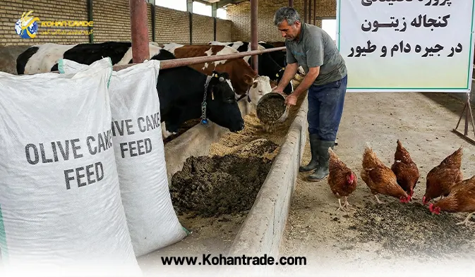 کنجاله زیتون در جیره دام و طیور؛ کاهش هزینه خوراک + آنالیز و خرید