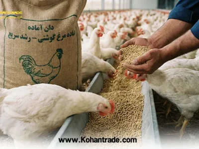 دان آماده مرغ گوشتی با ضریب تبدیل بالا ؛ راز سودآوری در مرغداری صنعتی