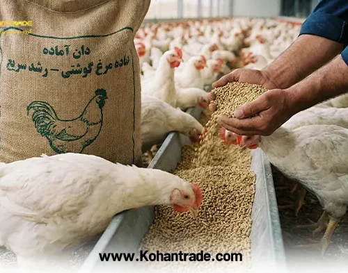 دان آماده مرغ گوشتی با ضریب تبدیل بالا ؛ راز سودآوری در مرغداری صنعتی