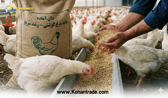 دان آماده مرغ گوشتی با ضریب تبدیل بالا ؛ راز سودآوری در مرغداری صنعتی