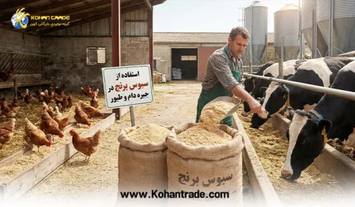 سبوس برنج در جیره دام و طیور؛ راهکار طلایی کاهش هزینه‌ها + آنالیز کامل و نکات مصرف