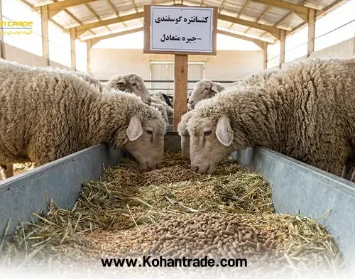 کنسانتره گوسفندی در جیره دام