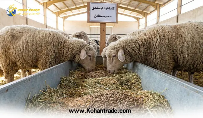 کنسانتره گوسفندی در جیره دام