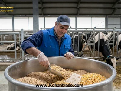 راهنمای تهیه کنسانتره گاو شیری پرشیر و متوسط + آنالیز تخصصی