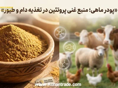 آیا پودر ماهی غنی‌ ترین منبع تامین پروتئین دام و طیور است؟