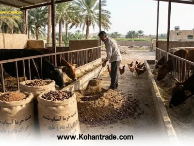 آنالیز هسته خرما در جیره دام و طیور