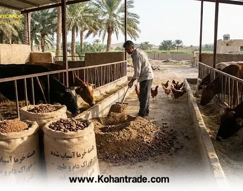 آنالیز هسته خرما در جیره دام و طیور