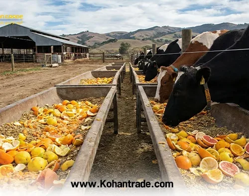 استفاده از تفاله مرکبات در خوراک دام