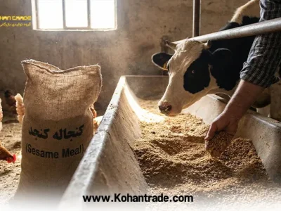کنجاله کنجد ارزانترین خوراک در جیره غذایی
