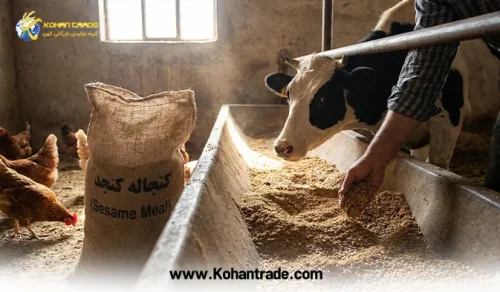 کنجاله کنجد ارزانترین خوراک در جیره غذایی