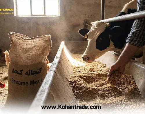 کنجاله کنجد ارزانترین خوراک در جیره غذایی