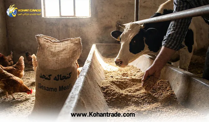 کنجاله کنجد ارزانترین خوراک در جیره غذایی