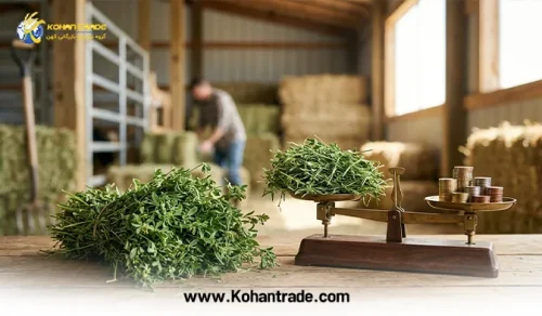 بررسی ارزش غذایی یونجه به نسبت قیمت آن | راهنمای خرید علوفه دامی