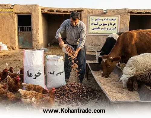 آنالیز هسته خرما و سبوس گندم در تغذیه دام و طیور