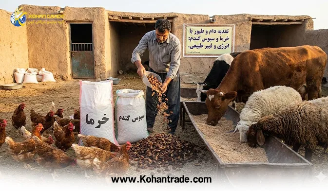آنالیز هسته خرما و سبوس گندم در تغذیه دام و طیور