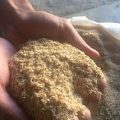 قیمت خرید عمده انواع سبوس گندم دامی چقدر است؟
