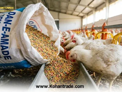 آنالیز و مزایای دان آماده طیور گوشتی؛ راهنمای جامع افزایش سودآوری مرغداری