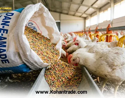 آنالیز و مزایای دان آماده طیور گوشتی؛ راهنمای جامع افزایش سودآوری مرغداری