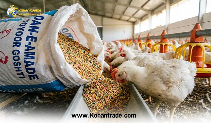 آنالیز و مزایای دان آماده طیور گوشتی؛ راهنمای جامع افزایش سودآوری مرغداری