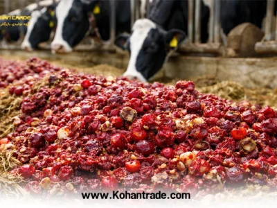 تفاله آلبالو خوراک ارزان دام و جایگزین هوشمندانه جو و ذرت