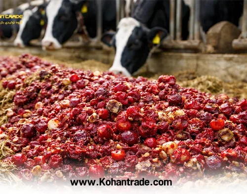 تفاله آلبالو خوراک ارزان دام و جایگزین هوشمندانه جو و ذرت