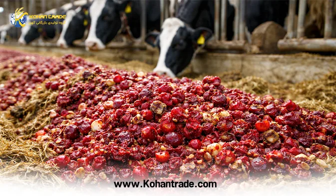 تفاله آلبالو خوراک ارزان دام و جایگزین هوشمندانه جو و ذرت