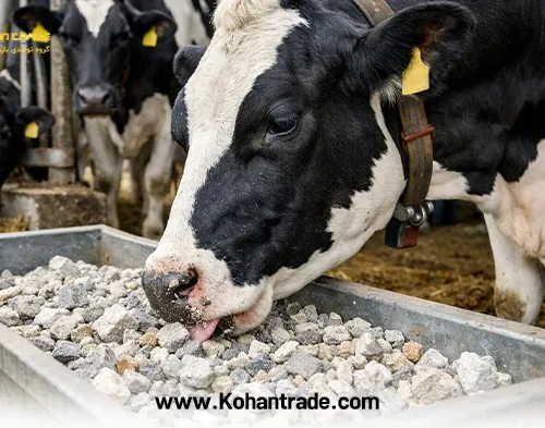 صدف معدنی در تغذیه دام و طیور