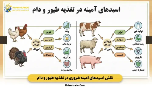 نقش اسیدهای آمینه ضروری در تغذیه طیور و دام