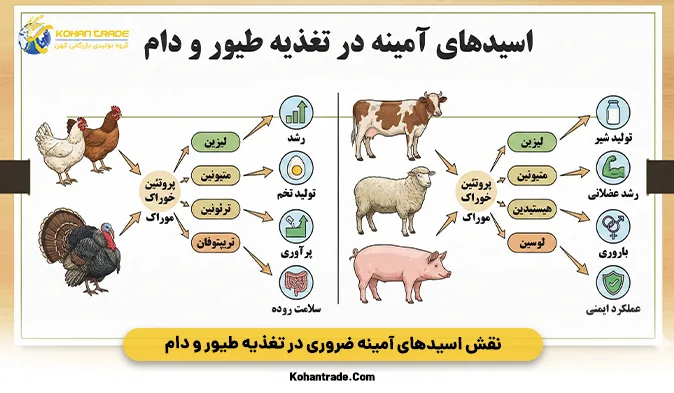 نقش اسیدهای آمینه ضروری در تغذیه طیور و دام