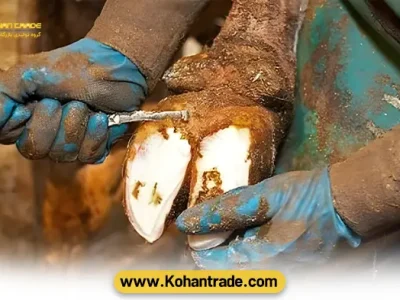 آموزش سم چینی گاو و گوسفند