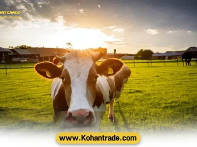 استرس گرمایی در گاوهای شیری