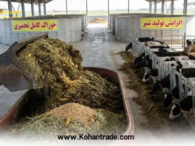 رفع دغدغه های دامداران با خوراک کامل تخمیری | انقلاب اقتصادی در دامداری