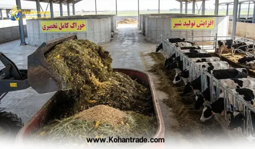 رفع دغدغه های دامداران با خوراک کامل تخمیری | انقلاب اقتصادی در دامداری