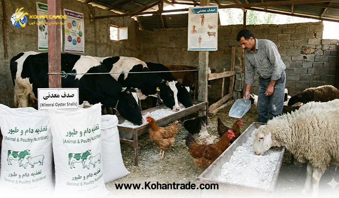 راهنمای جامع صدف معدنی در تغذیه دام و طیور