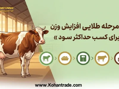 5 مرحله طلایی افزایش وزن دام برای کسب حداکثر سود