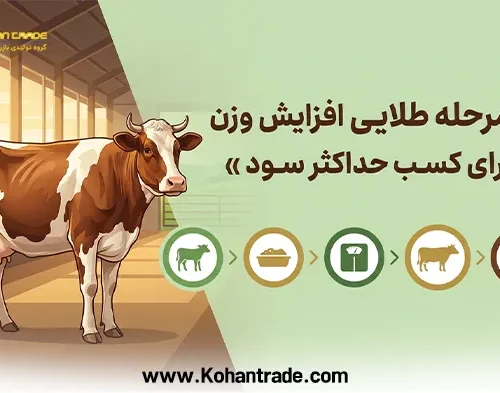 5 مرحله طلایی افزایش وزن دام برای کسب حداکثر سود