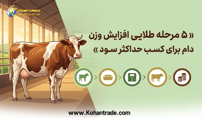 5 مرحله طلایی افزایش وزن دام برای کسب حداکثر سود