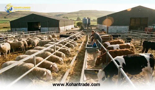 راهنمای جامع پرواربندی گوسفند و گوساله