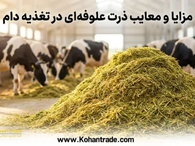 مزایا و معایب ذرت علوفه ای در تغذیه دام + مدیریت سیلو و جایگزین‌ ها