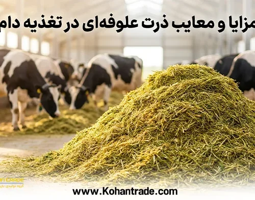 مزایا و معایب ذرت علوفه ای در تغذیه دام + مدیریت سیلو و جایگزین‌ ها