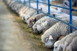 پرواربندی گوسفند و گوساله