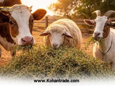 کاربرد علوفه خارشتر در تغذیه گاو , گوسفند و بز