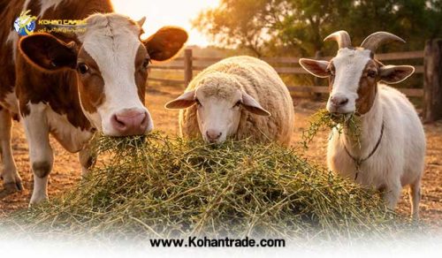 کاربرد علوفه خارشتر در تغذیه گاو , گوسفند و بز