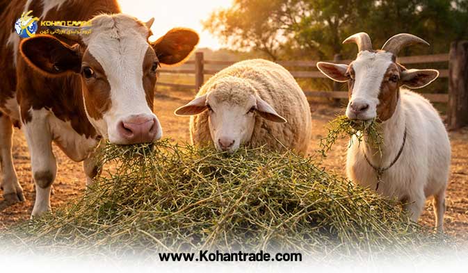 کاربرد علوفه خارشتر در تغذیه گاو , گوسفند و بز