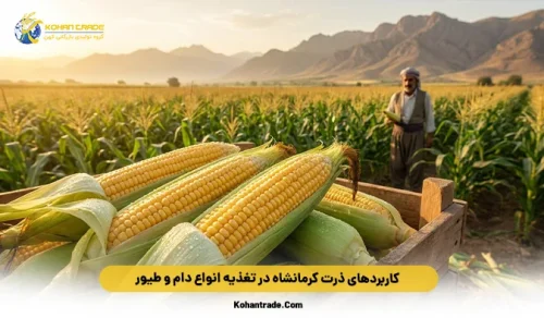 کاربردهای ذرت کرمانشاه در تغذیه انواع دام و طیور