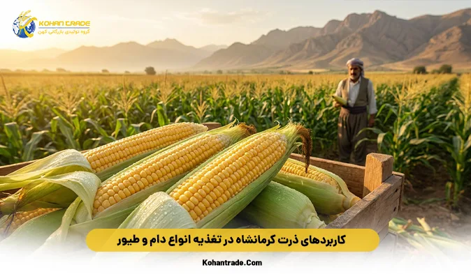 کاربردهای ذرت کرمانشاه در تغذیه انواع دام و طیور