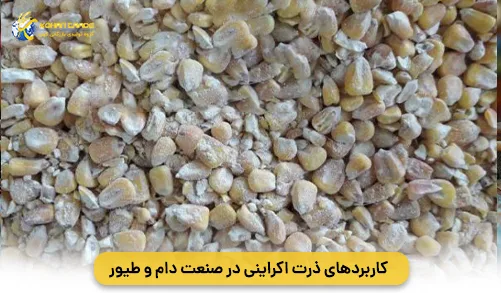 کاربردهای ذرت اکراینی در صنعت دام و طیور