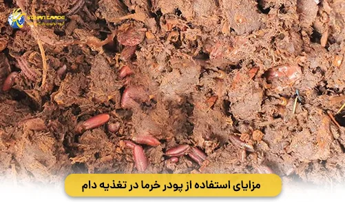 مزایای استفاده از پودر خرما در تغذیه دام